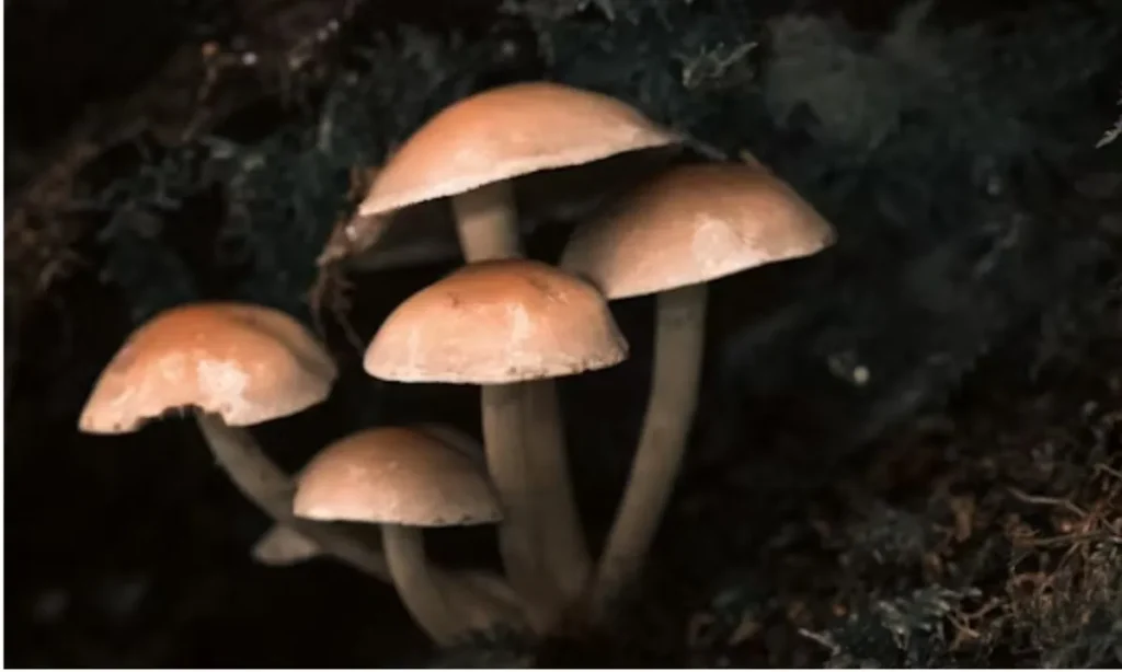 Short Mushroom One-Liners for Quick Laughs