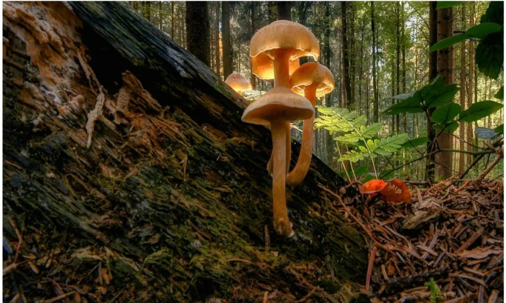 Romantic Mushroom Puns for Couples