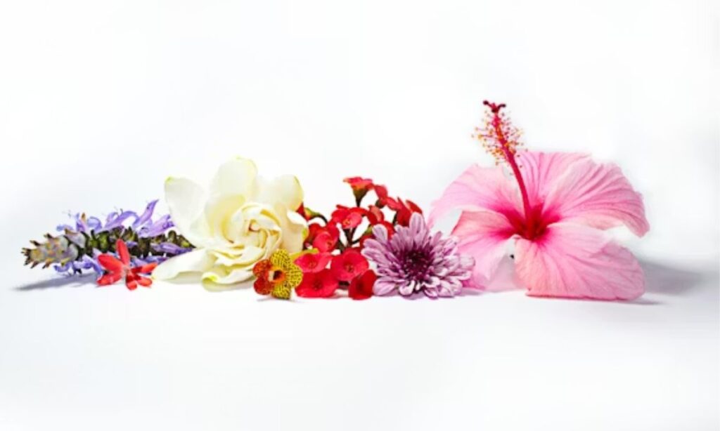 Trending Flower Puns for Social Media Captions in 2026