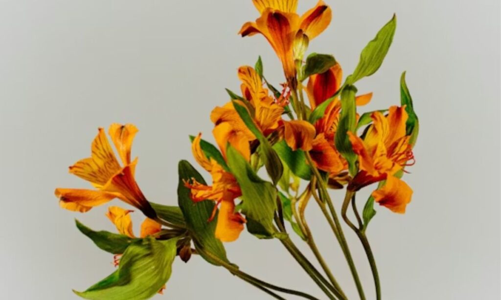 Funny Flower Puns That Will Make Everyone LOL