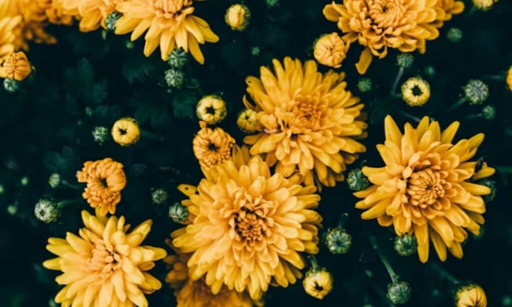 Romantic Flower Puns for Love Notes, Couples & Crushes