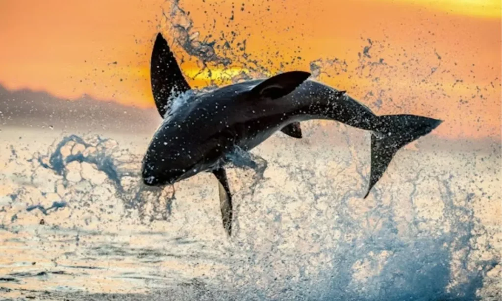 Hilarious Shark Jokes and Puns for Parties