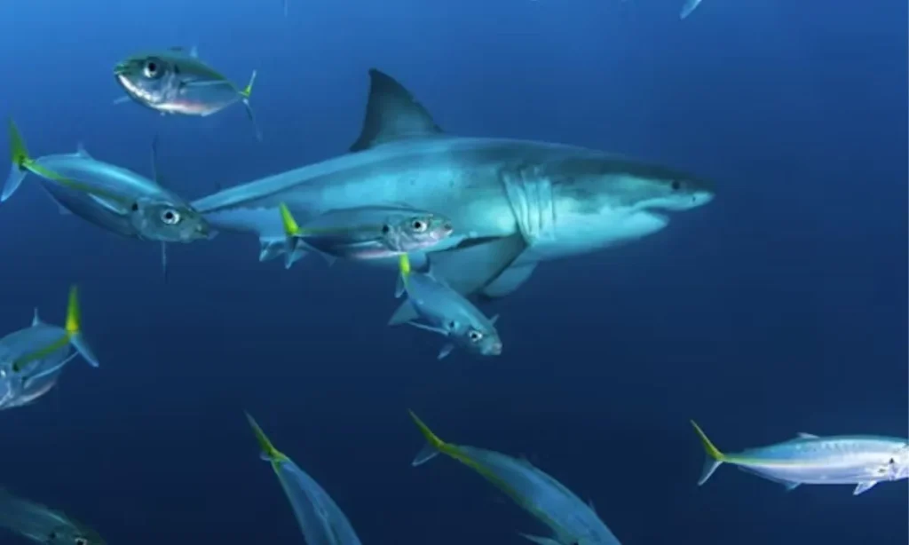 Great White Shark Puns That Are Totally Finny