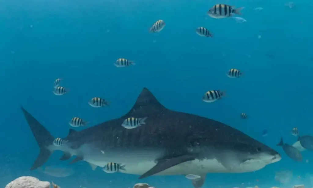 Fin-Tastic Shark Puns for Instagram Captions