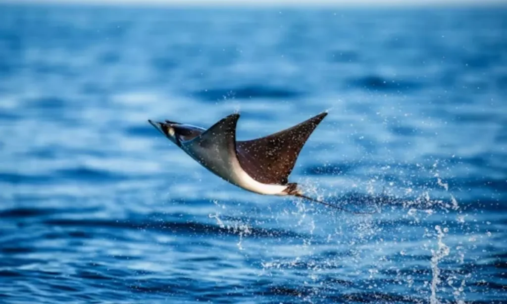 Best Shark Puns and Jokes for Ocean Lovers