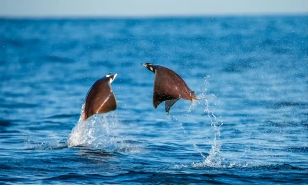 Funny Shark Puns That Will Make a Splash