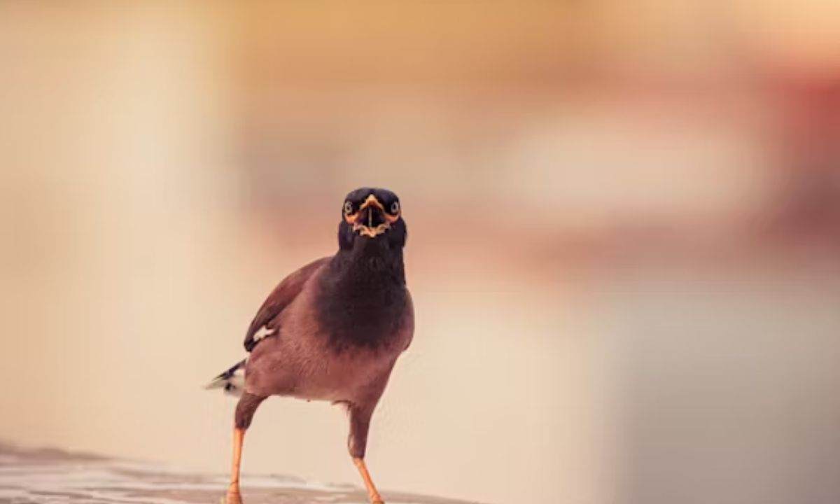 499+ Bird Puns That Will Make Everyone Chirp With Laughter