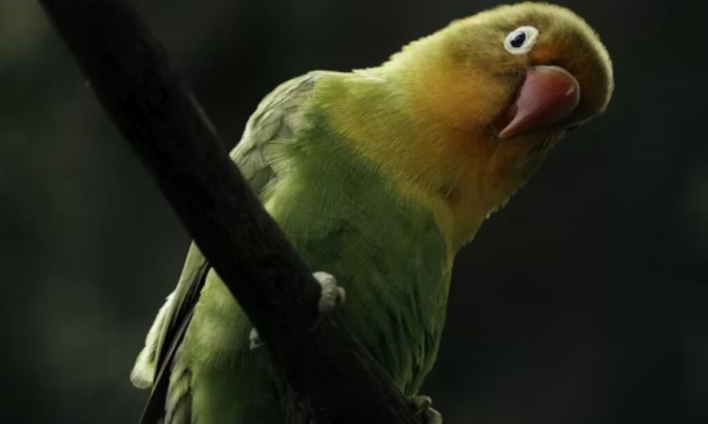 Clever Bird Puns With Beak-Tastic Wordplay