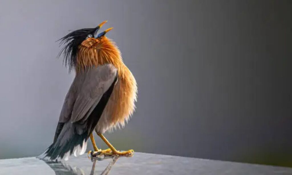 Crow & Raven Puns That Are Dark Yet Feather-Light
