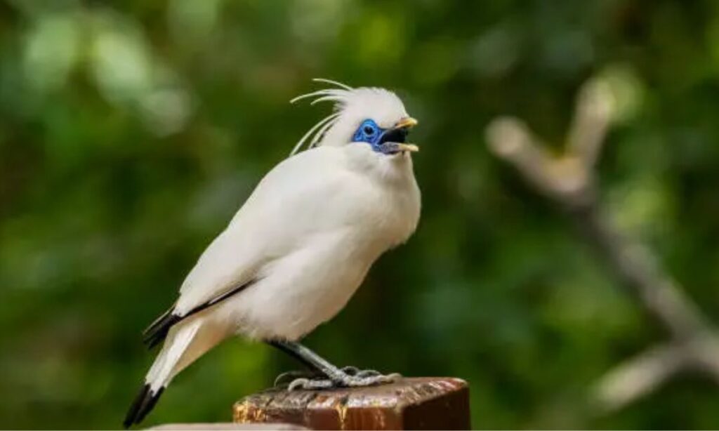 Best Bird Puns Of All Time That Deserve A Standing O-Vation