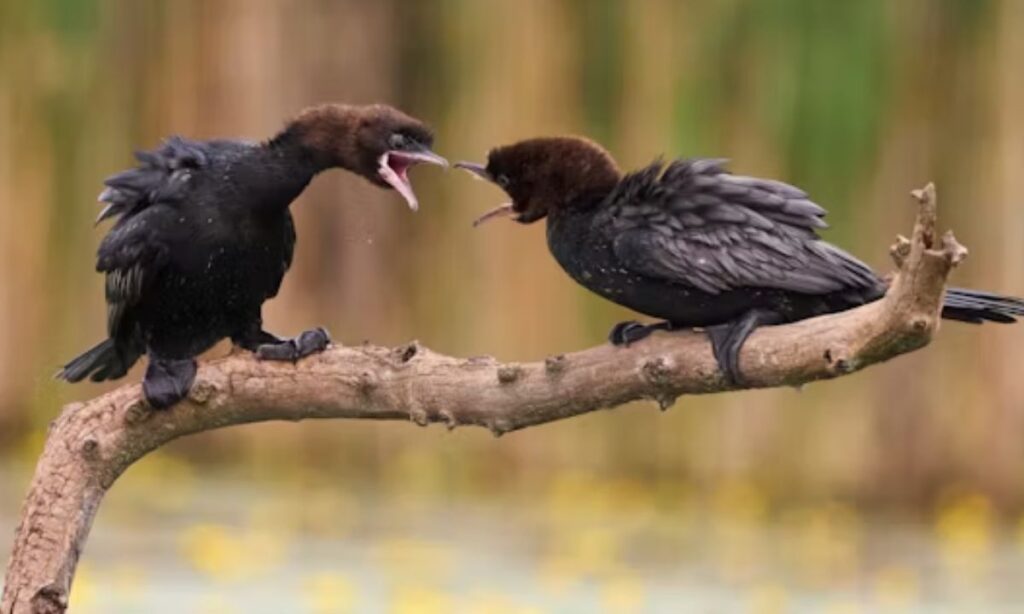 Love Bird Puns For Couples, Crushes & Valentine Captions