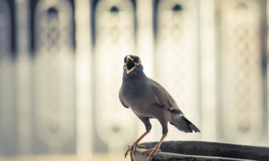Kids Bird Puns That Are Clean, Silly & Family-Friendly