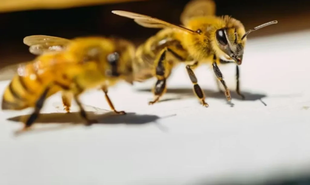 Honey Bee Puns