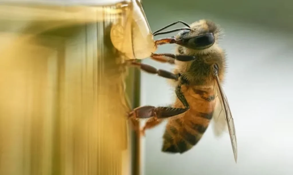 Bee Puns for Instagram