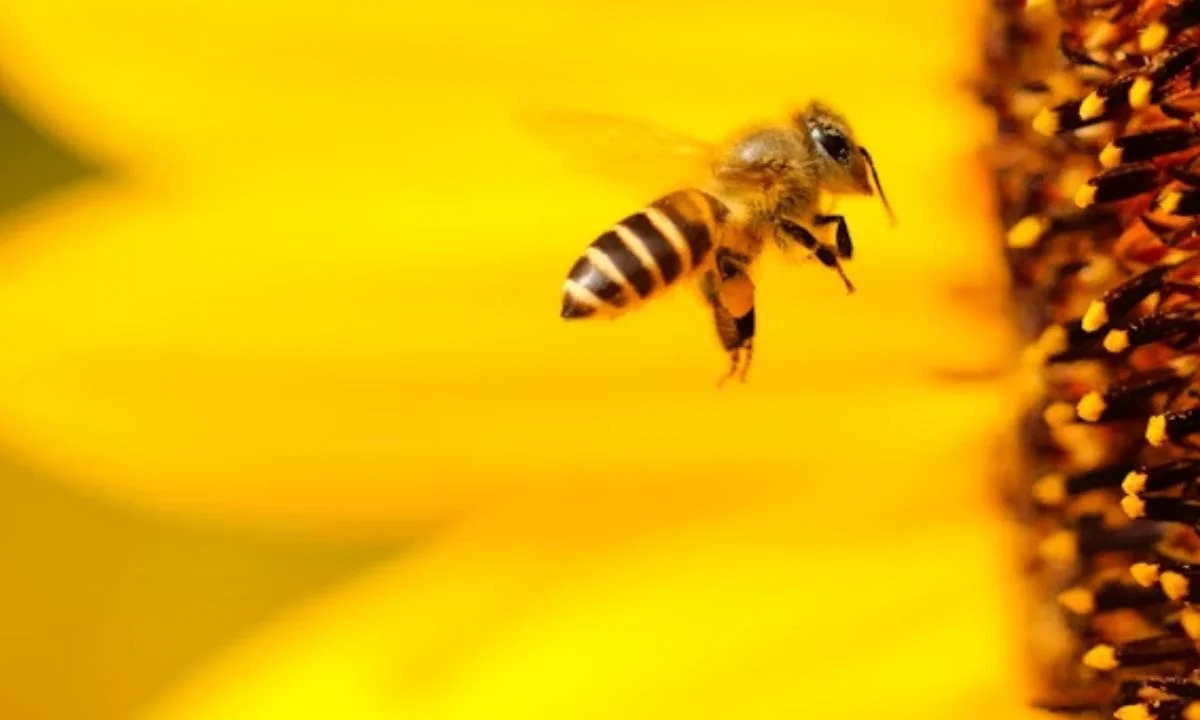 297 Best Bee Puns & Honey Jokes That Are Un-bee-lievably Funny