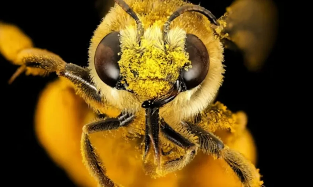 Clever Bee Puns