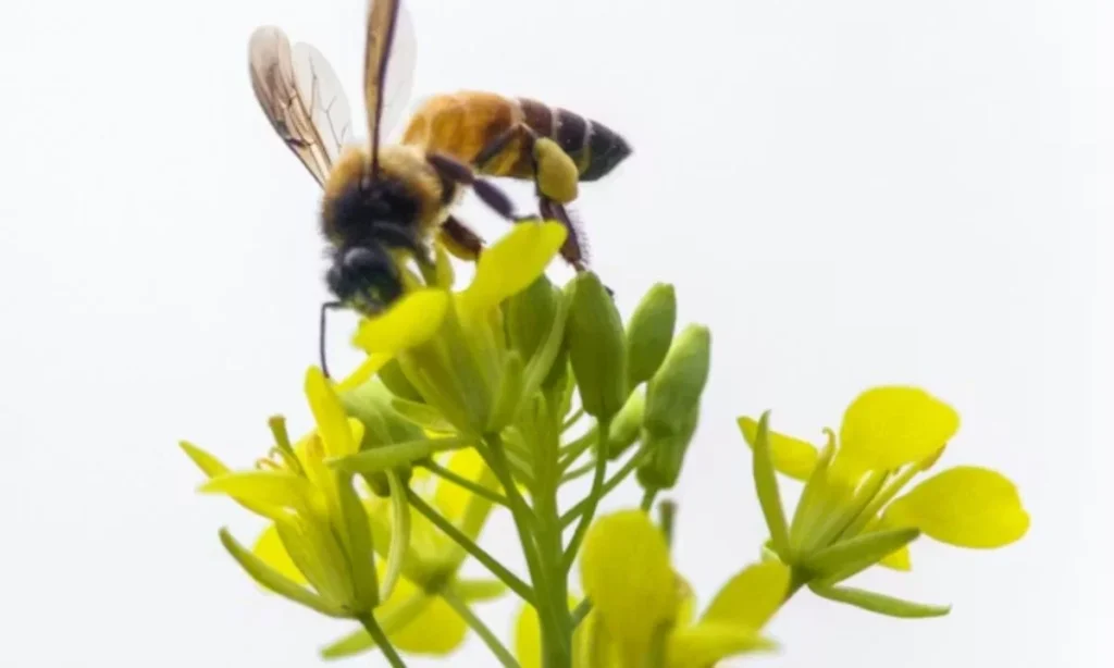 Seasonal Bee Puns