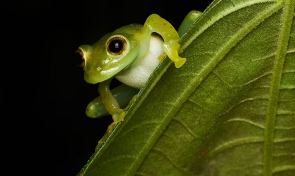 Birthday Frog Puns To Make Every Party Hoppy