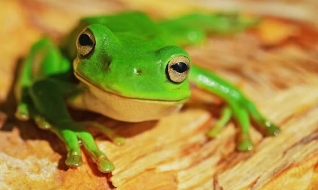 Love Frog Puns For Couples Who Are Toad-ally Into Each Other