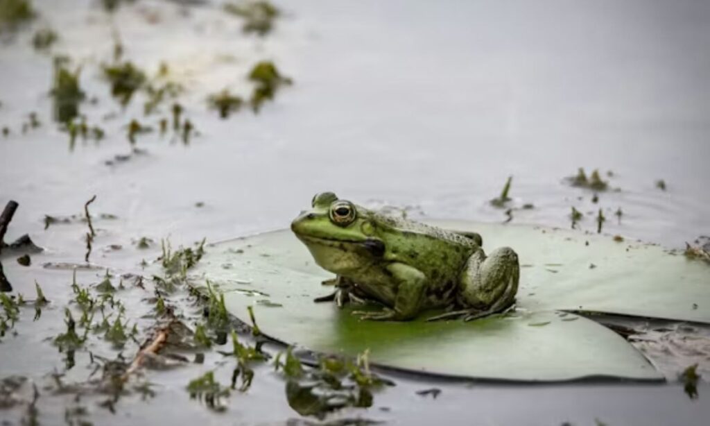 Short Frog Puns That Are Un-frog-gettable