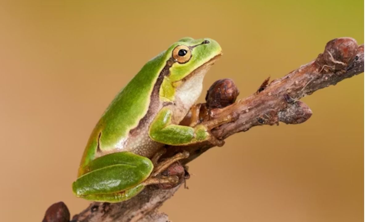 Frog Puns