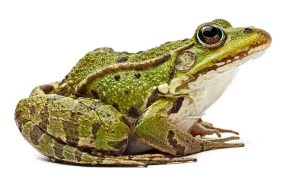 Cute Frog Puns That Will Melt Your Hoppy Heart