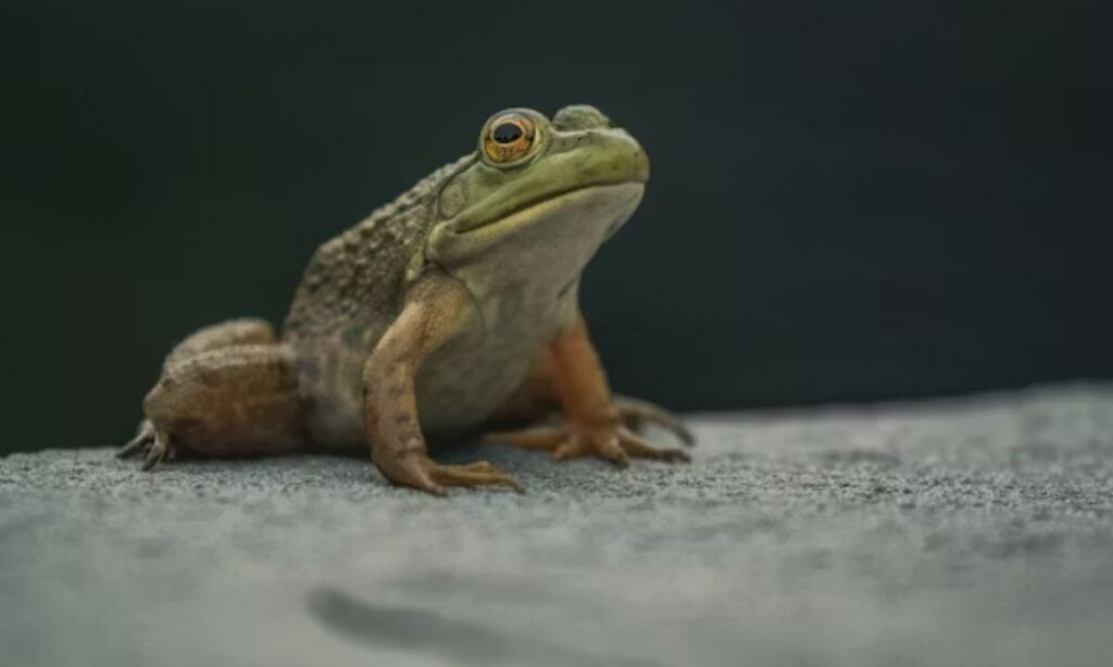 Frog Meme Puns The Internet Can't Stop Laughing At