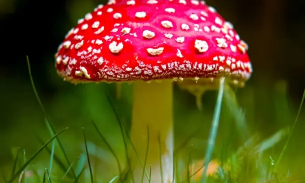 Dirty Mushroom Puns for Adults
