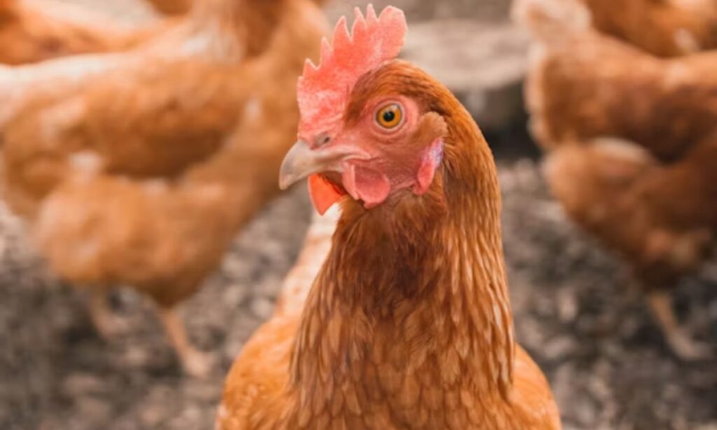 Cute Chick Puns and Silly Chicken Humor for Kids