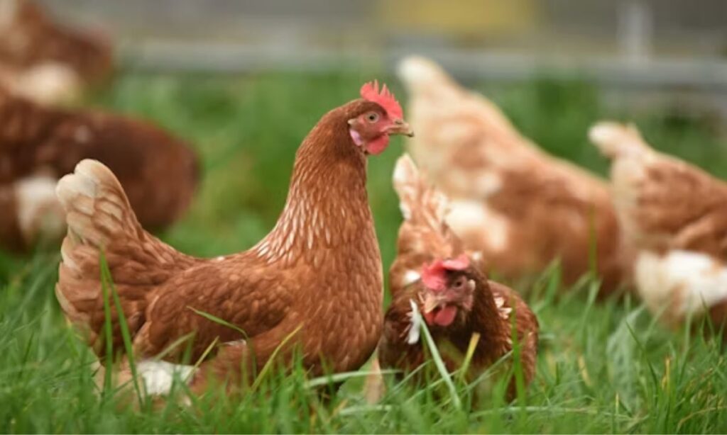 Best Chicken Puns and Jokes for Every Occasion