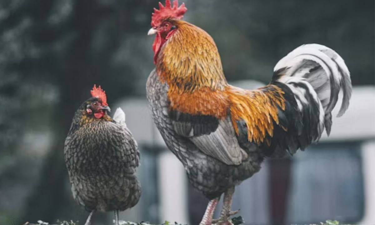 Chicken Puns: 350+ Cluckin' Egg-cellent Jokes! 