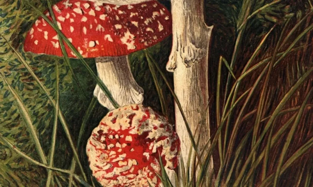 Cute Mushroom Puns for Instagram Captions