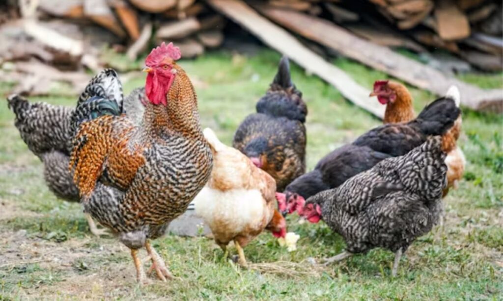 Chicken Birthday Puns and Egg Joke Ideas