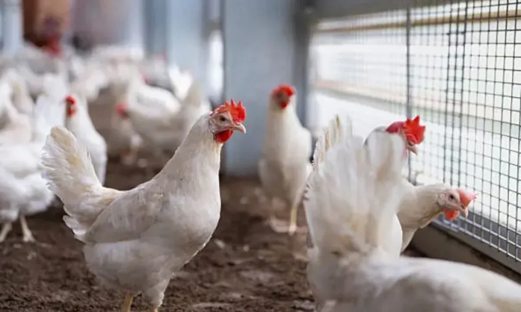 Short Chicken Captions and Pun Quotes for Instagram