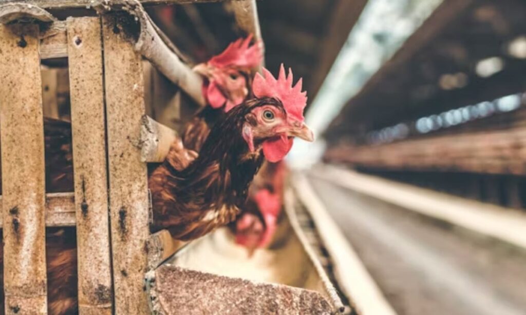 Creative Chicken Pun Names and Cluck Wordplay Ideas