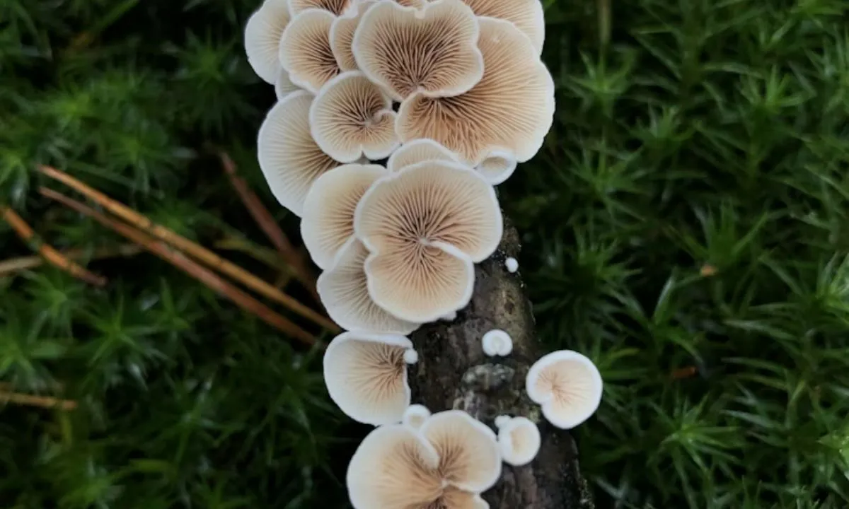 498+ Mushroom Puns That Are Spore-Tacularly Funny 
