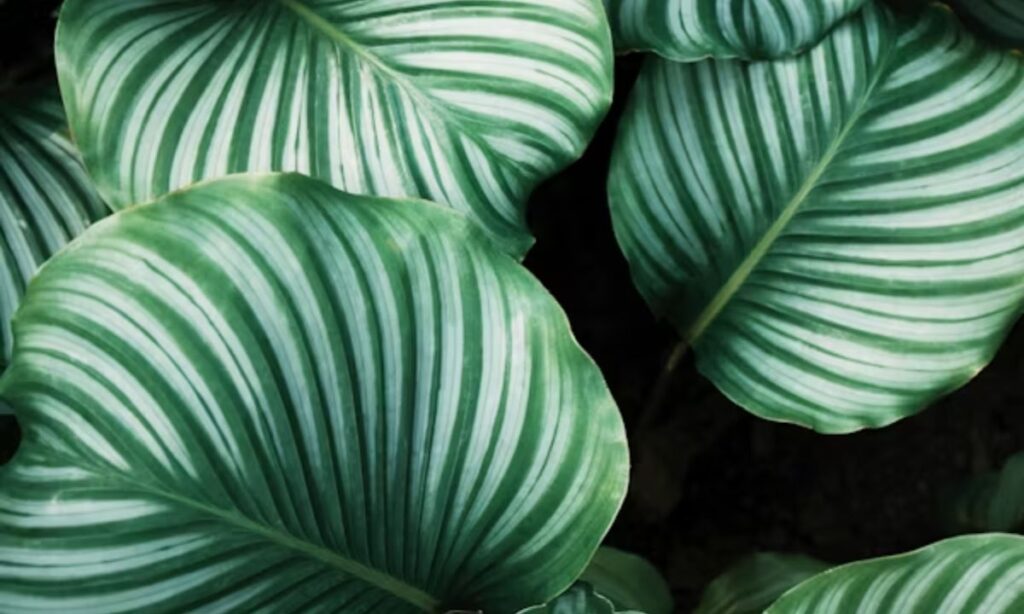 Romantic Plant Puns for Love Notes and Valentines