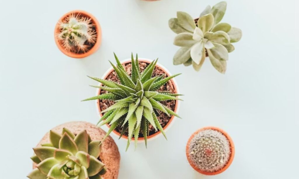 Houseplant Puns for Indoor Plant Lovers